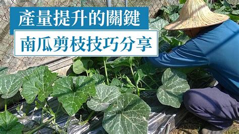 阿成南瓜摘心|南瓜剪枝剪蔓，全方位種植技巧分享 